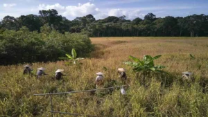 Still (1) - The Dayak Iban Way of Farming