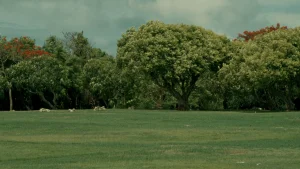 Still Image 1